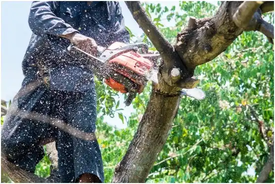 tree services Bensley